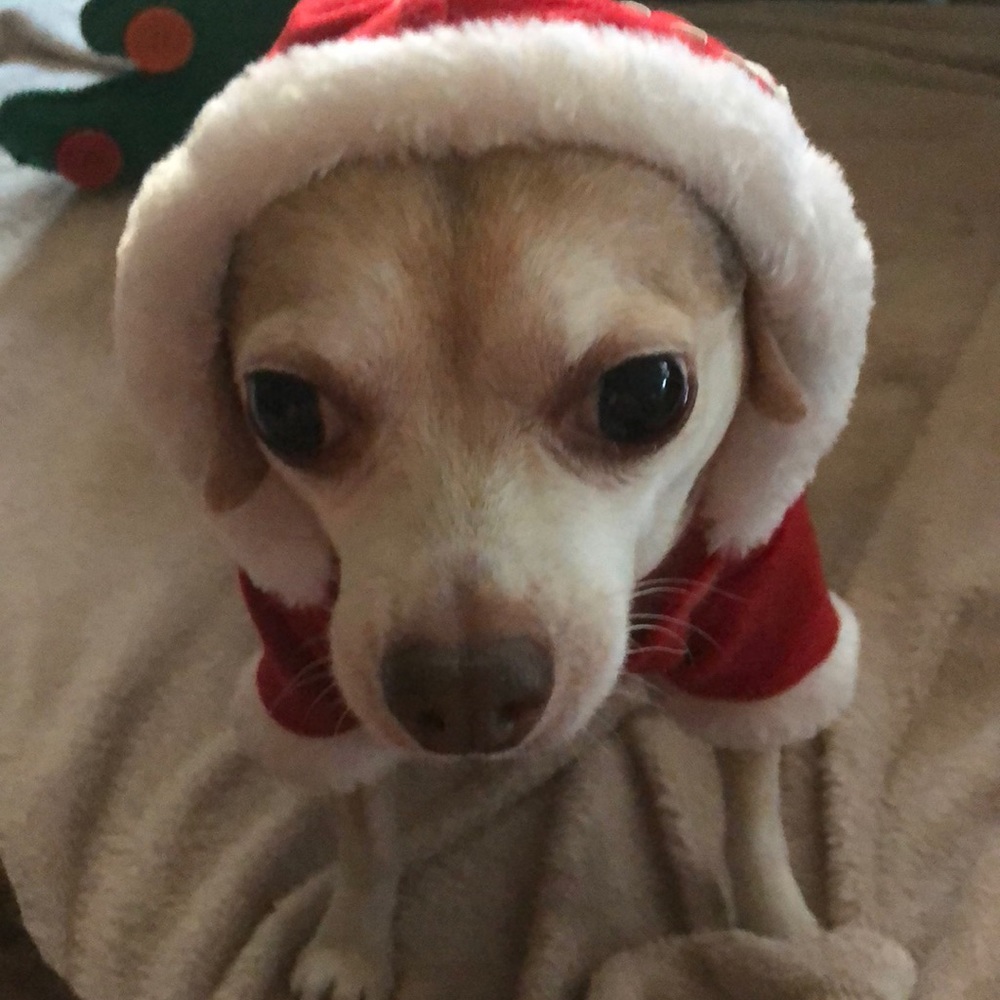 Santa Claus 🎅🏻 for boy dogs Xmas outfit